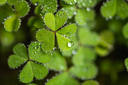 清明节节气海报叶子上的雨滴背景