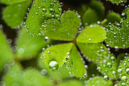 白露节气边框叶子上的雨滴背景