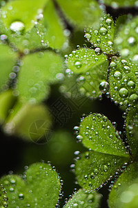 叶子上的雨滴高清图片