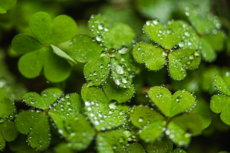 叶子上的雨滴高清图片