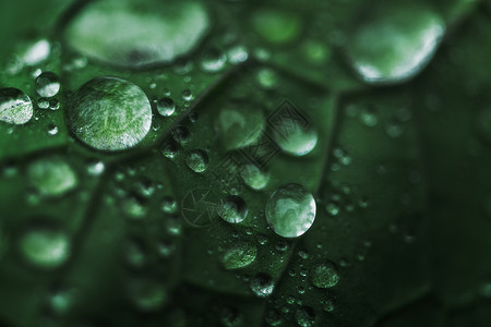 绿色极简风春分节气海报设计水滴绿叶背景