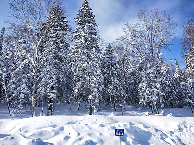 黑龙江雪乡森林背景图片