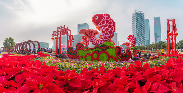 深圳宝安区迎春花市背景