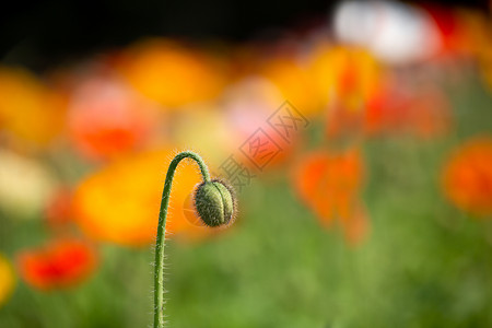 牡丹花苞虞美人花苞背景