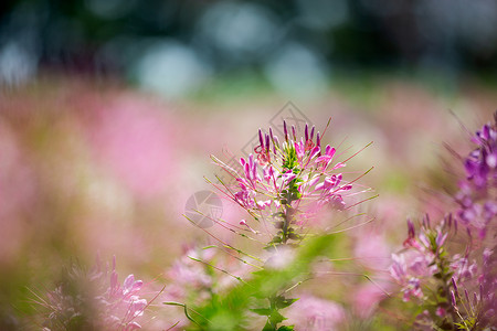 手绘白花绿叶春天花朵醉蝶花背景