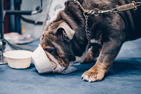 小狗饮料杯子英国斗牛犬吃狗粮背景