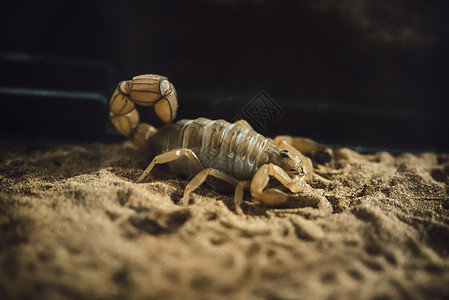 黄肥尾蝎虫子蝎子高清图片
