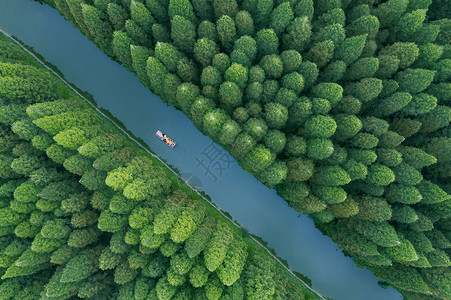 植树树木世界遗产黄海湿地背景