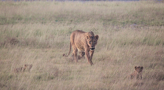 非洲肯尼亚安博塞利自然保护区走向小狮子的母狮背景图片