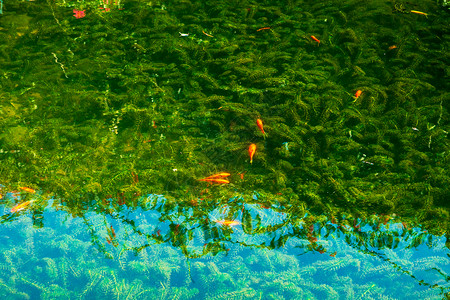 网箱养鱼水池里的锦鲤背景