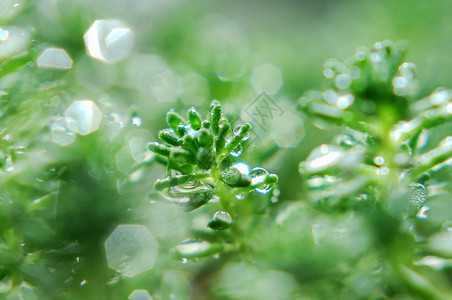 春分节气小草雨水露珠背景