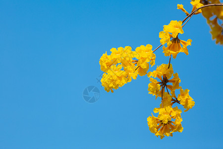 巴西超模春暖花开黄金风铃花背景