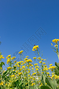 春天郊外的油菜花背景图片