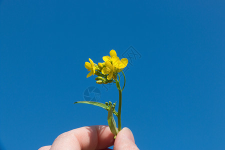 春天郊外的油菜花图片