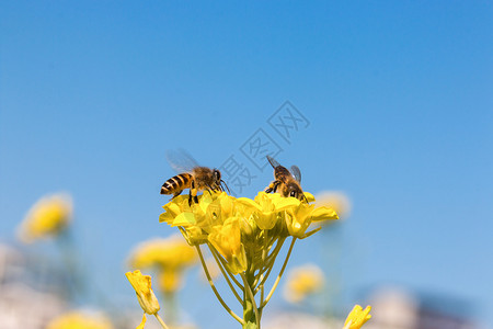 油菜花油画蜜蜂采蜜背景