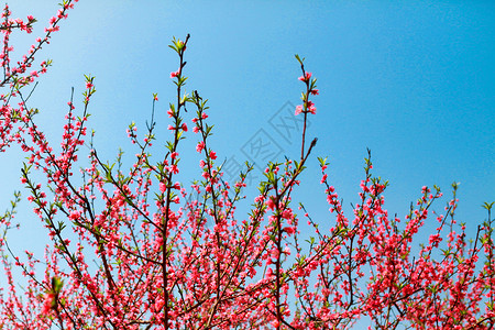 春天桃花盛开花朵高清图片素材