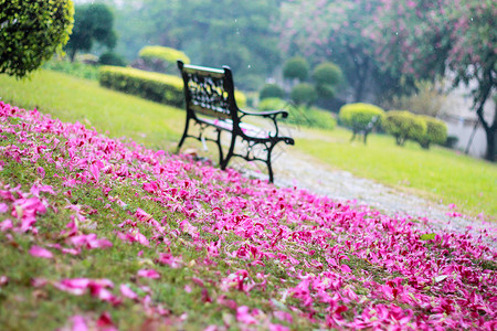 花瓣满地春雨满地花瓣背景