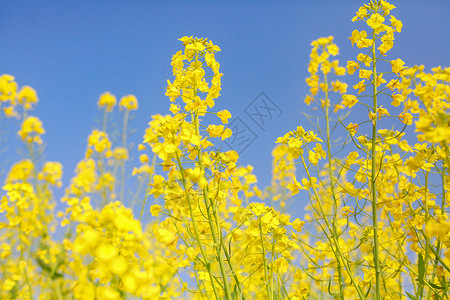 春天花朵油菜花背景图片