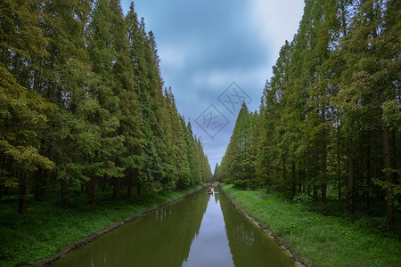 李中水上森林盐城保护区水上森林背景