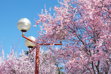 马德里康普顿斯大学樱花及路灯景观背景