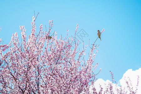 三月马德里康普顿斯大学樱花盛放，鹦鹉压枝高清图片