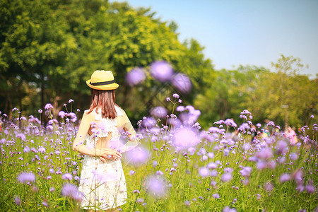 踏春马鞭草花海美女背影背景