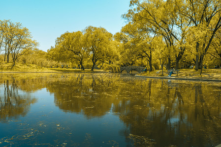森林公园金色树林湖边倒影图片