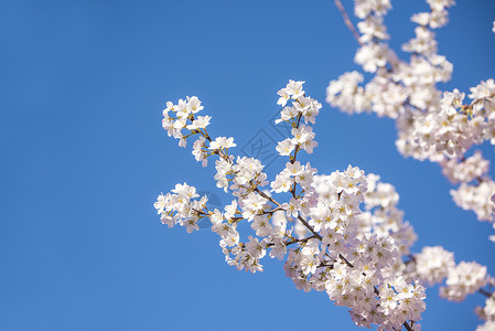 樱花节字体设计春天盛开的樱花背景