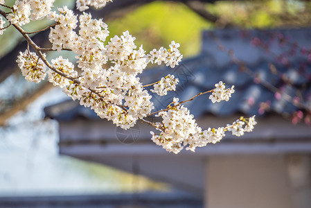 北京莲花池公园春天盛开的樱花背景