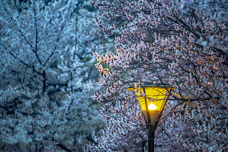 春天夜北京夜晚的樱花背景