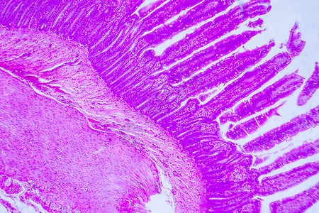 小肠细胞图片