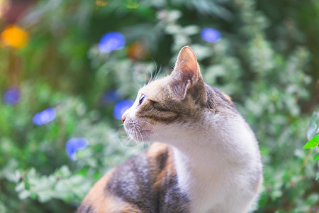 吸猫表情中华狸花猫表情背景