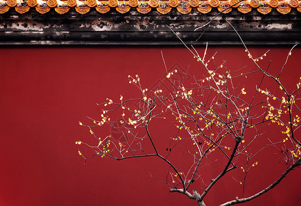 赏梅南京明孝陵红墙与春天的腊梅背景