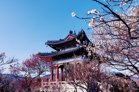 踏雪赏梅南京梅花山春天的梅花背景