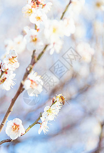 踏雪赏梅南京春天的梅花背景
