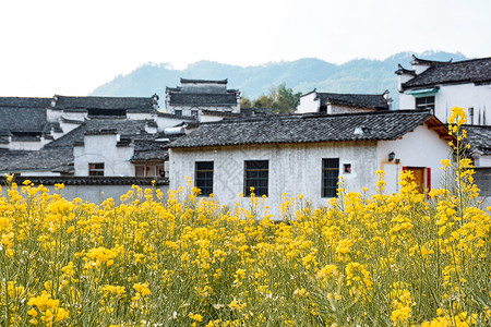 春天乡村野外盛开的花和传统徽派建筑高清图片