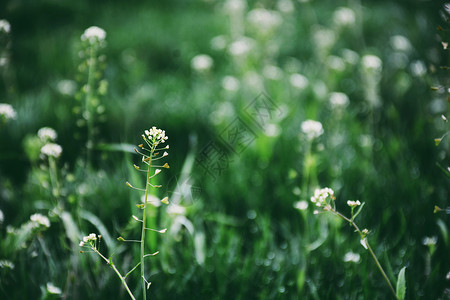 马路上小花春天阳光下盛开的小花与绿色植物背景