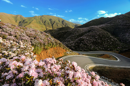 春天马路生态公路背景