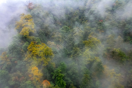 薄雾环绕林中雨雾背景