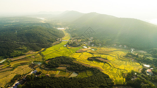 山兰稻澧县有机稻种植基地背景