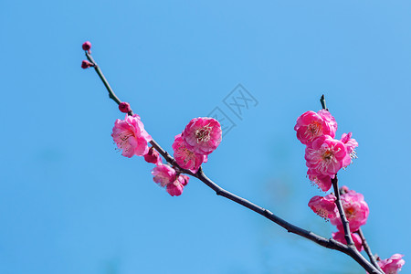 梅花简洁背景图片