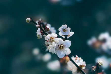 古风梅花边框白色梅花暗调背景