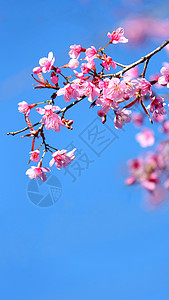 云南无量山樱花谷的樱花高清图片