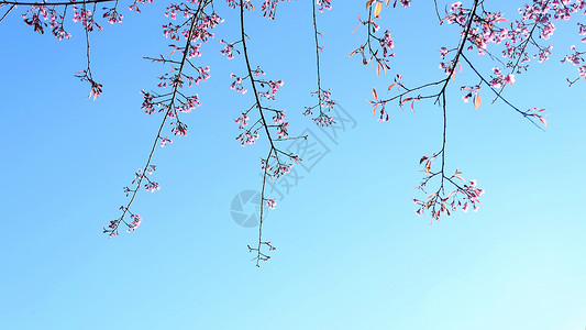 云南无量山樱花谷的樱花高清图片