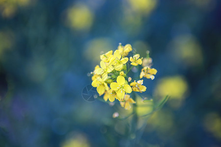 春天黄色的小花高清图片