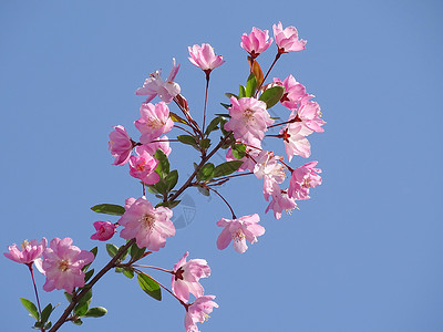 蓝天下盛开的海棠花图片
