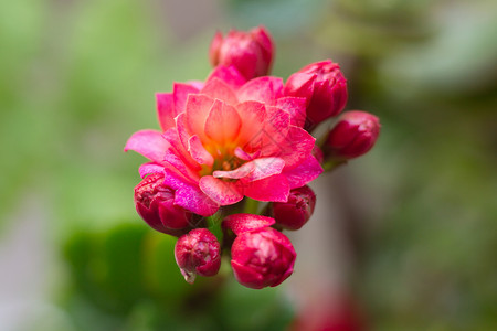 长寿花花卉特写微距背景图片