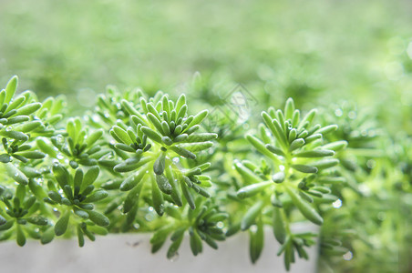 小草雨水露珠春天万物生长图片