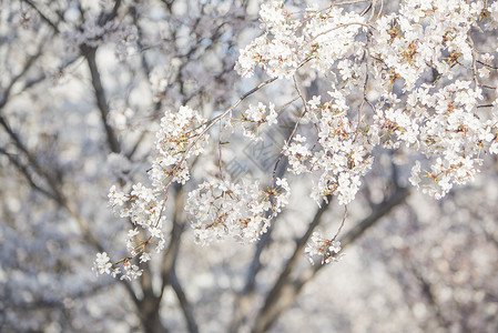 美丽樱花节北京玉渊潭公园樱花背景