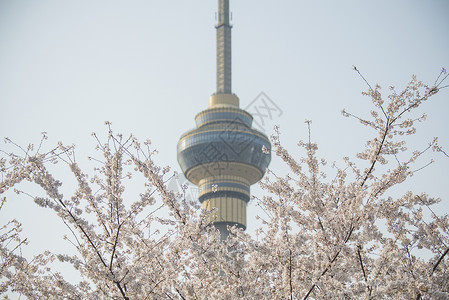 中央广播电视塔中央电视塔下的樱花背景